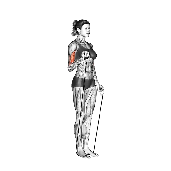 Alternate Biceps Curl (with band) exercise animation (Female)