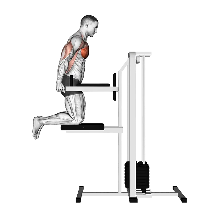 Assisted Chest Dip (kneeling) exercise animation (Male)