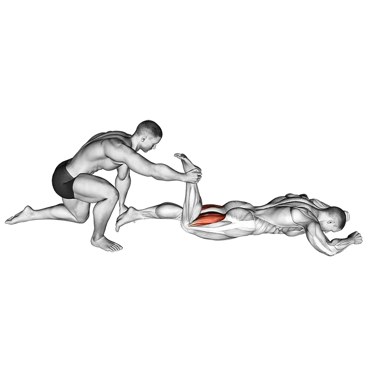 Assisted Prone Hamstring exercise animation (Male)