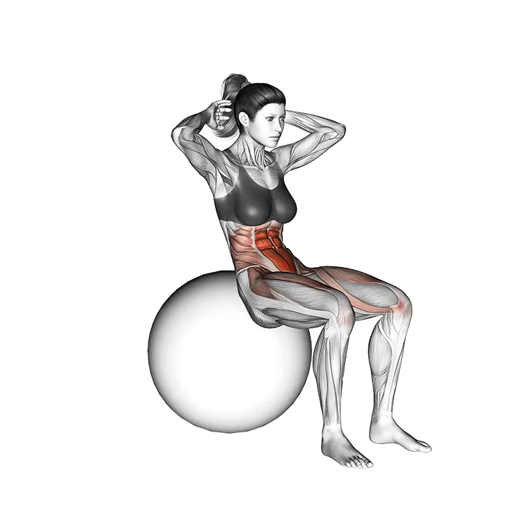 Ball Sit-up (on stability ball) exercise animation (Female)