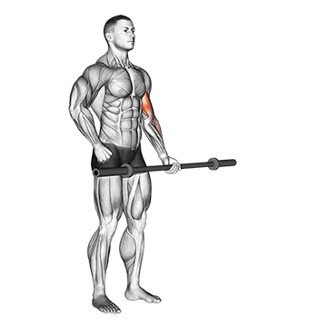Barbell Alternate Biceps Curl