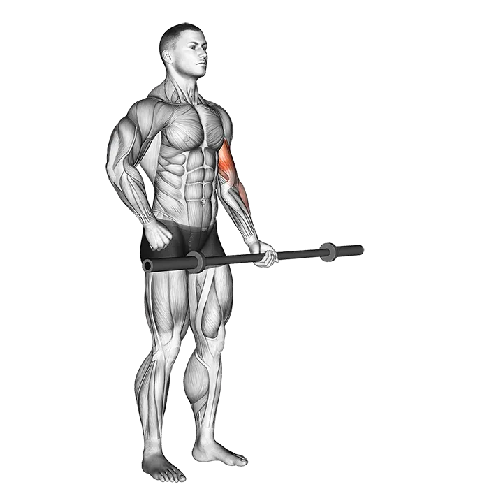 Barbell Alternate Biceps Curl exercise animation (Male)