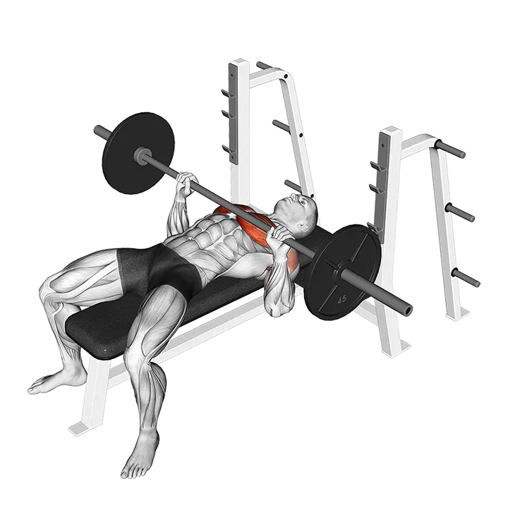 Barbell Bench Press exercise animation (Male)
