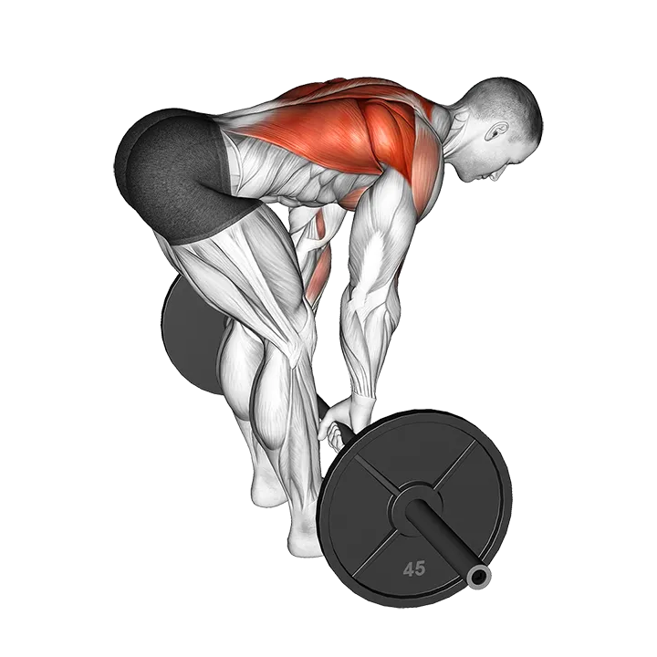 Barbell Bent Over Row exercise animation (Male)