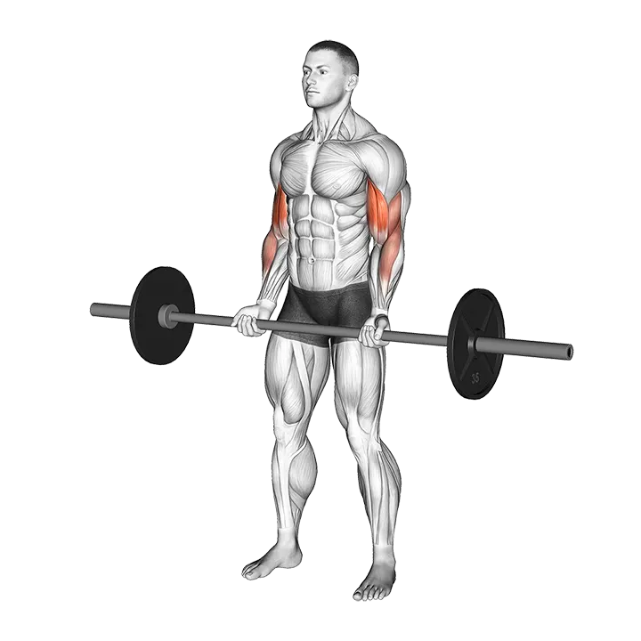 Barbell Curl exercise animation (Male)
