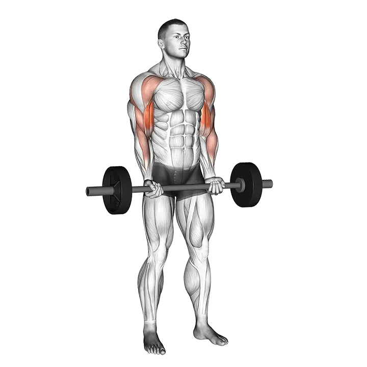 Barbell Drag Curl exercise animation (Male)