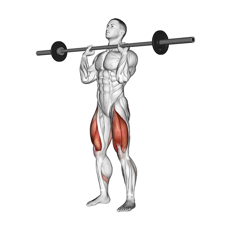 Barbell Front Chest Squat exercise animation (Male)