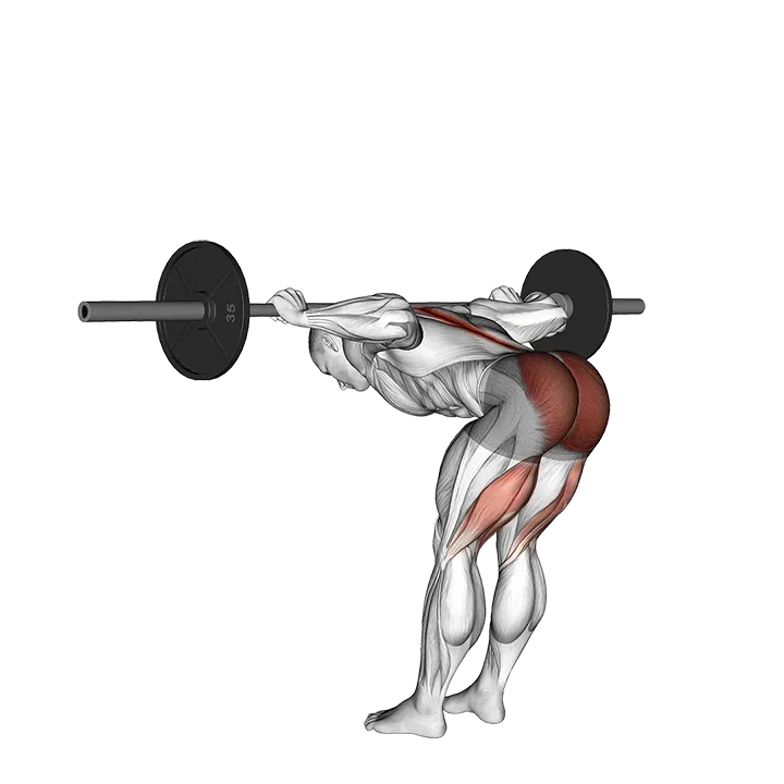 Barbell Good Morning exercise animation (Männlich)