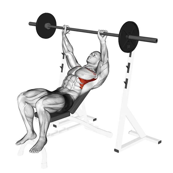 Barbell Incline Shoulder Raise exercise animation (Male)