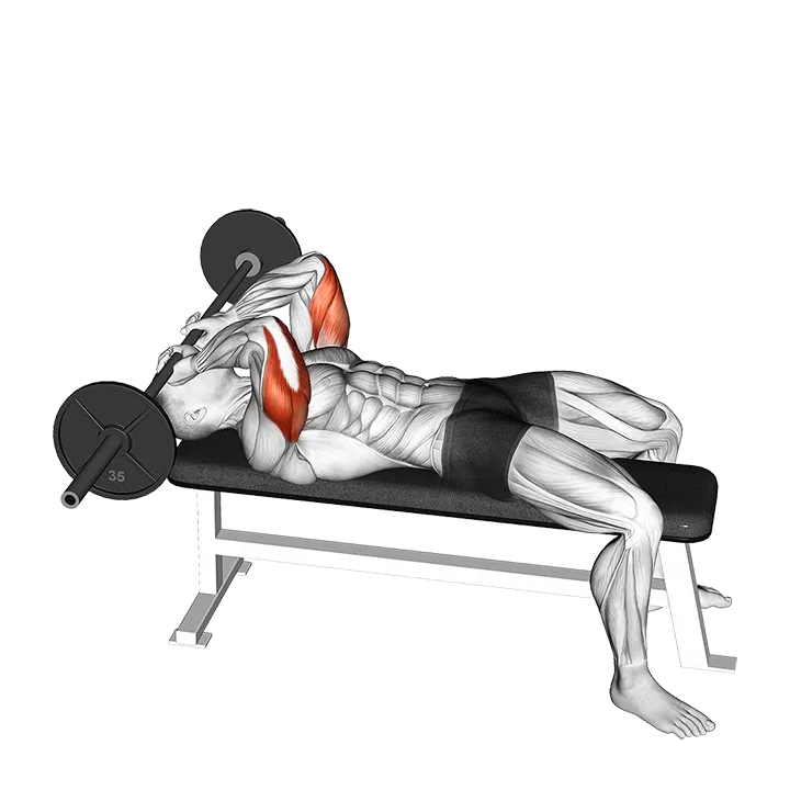 Barbell Lying Triceps Extension Skull Crusher exercise animation (Male)