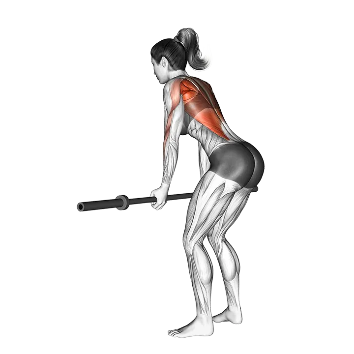 Barbell Narrow Row exercise animation (Weiblich)
