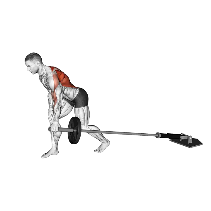 Barbell One Arm Bent over Row exercise animation (Male)