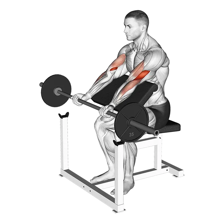 Barbell Preacher Curl exercise animation (Male)