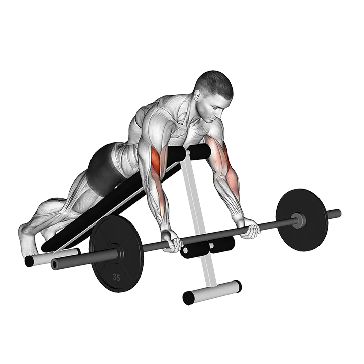 Barbell Prone Incline Curl exercise animation (Male)
