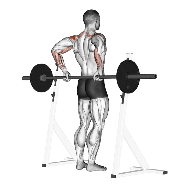 Barbell Rear Delt Raise exercise animation (Male)