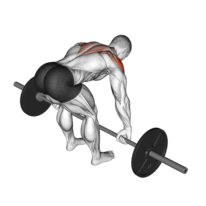 Barbell Rear Delt Row exercise animation (Männlich)