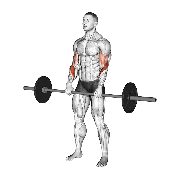 Barbell Reverse Curl exercise animation (Male)