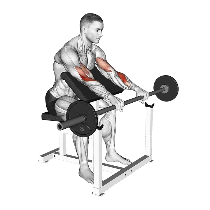 Barbell Reverse Preacher Curl exercise animation (Hombre)