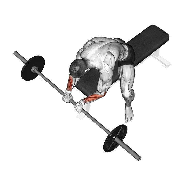 Barbell Reverse Wrist Curl exercise animation (Male)