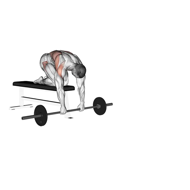 Barbell Rollout from Bench exercise animation (Männlich)