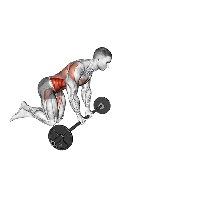 Barbell Rollout exercise animation (Male)