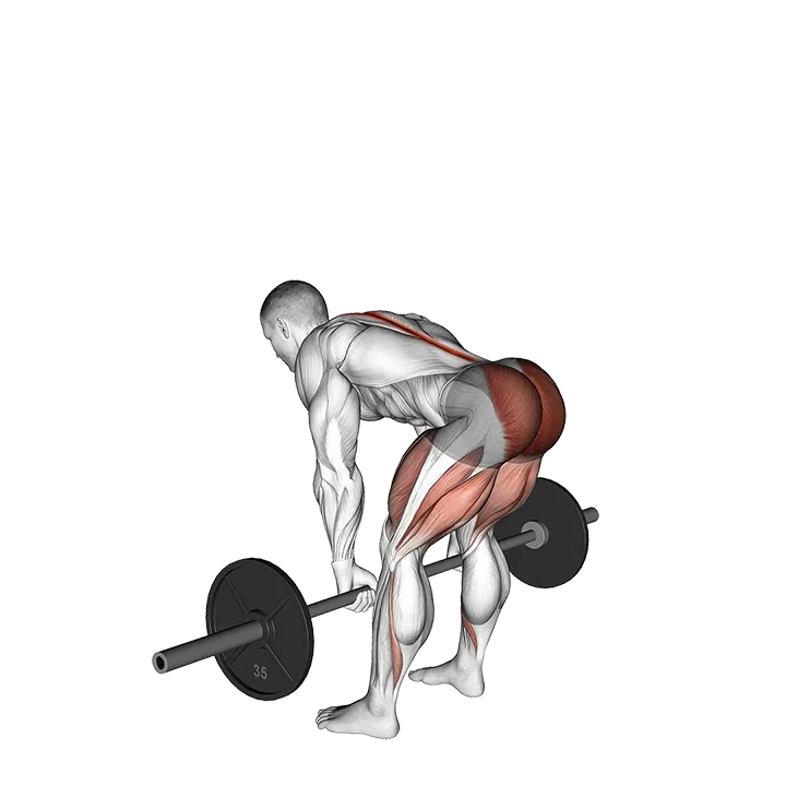 Barbell Romanian Deadlift exercise animation (Male)