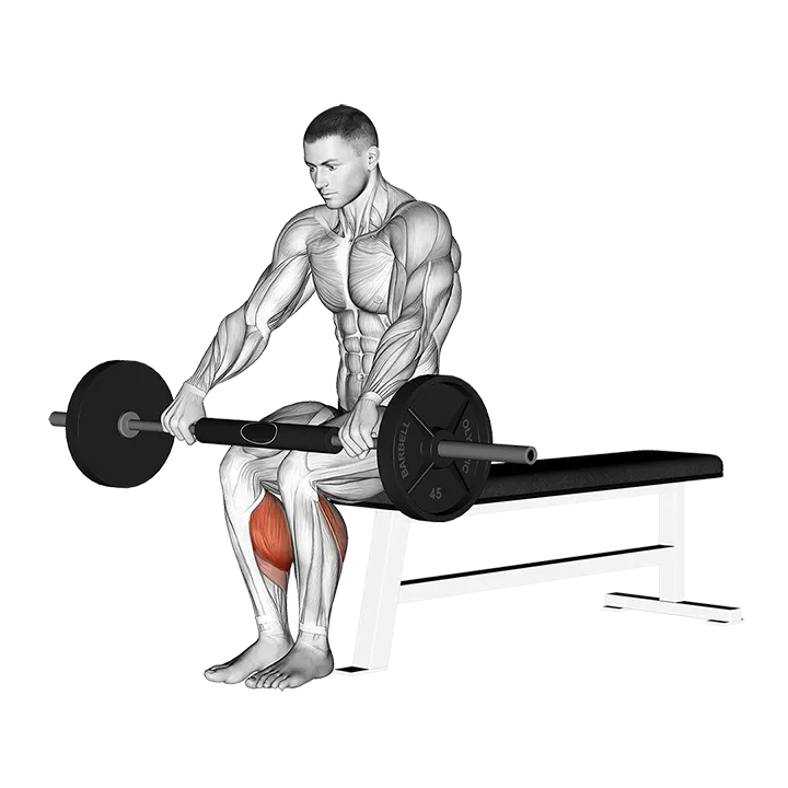 Barbell Seated Calf Raise exercise animation (Male)