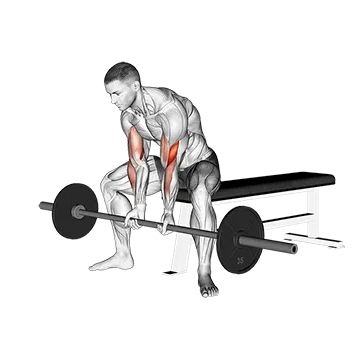 Barbell Seated Close-grip Concentration Curl