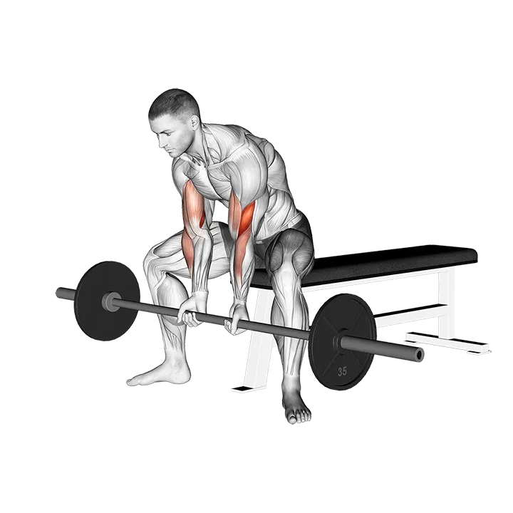 Barbell Seated Close-grip Concentration Curl exercise animation (Male)