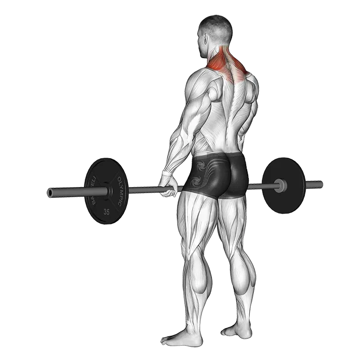 Barbell Shrug exercise animation (Hombre)