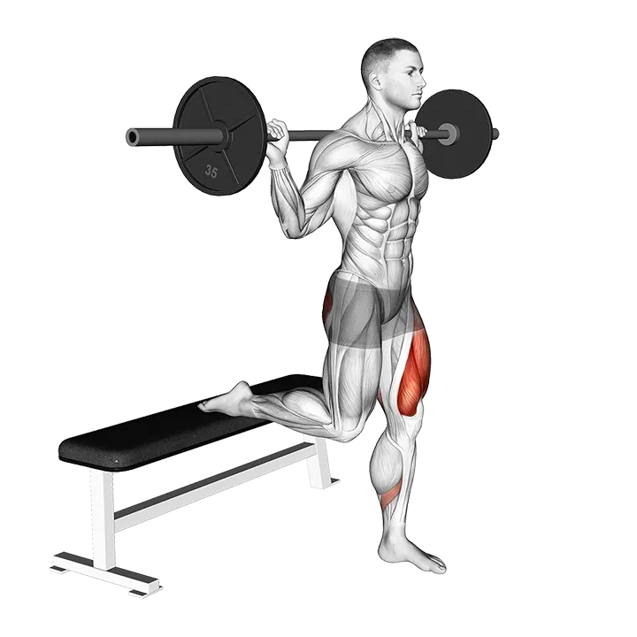 Barbell Single Leg Split Squat exercise animation (Male)