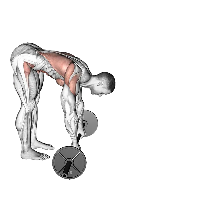 Barbell Standing AB Rollout exercise animation (Male)