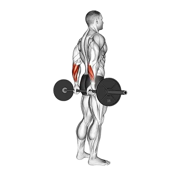 Barbell Standing Back Wrist Curl