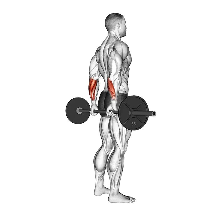 Barbell Standing Back Wrist Curl exercise animation (Male)