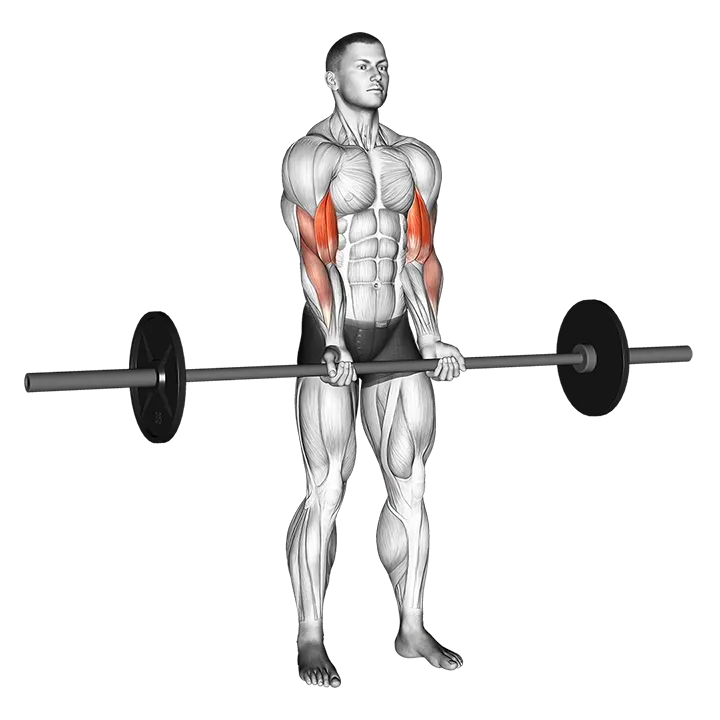 Barbell Standing Close Grip Curl exercise animation (Männlich)