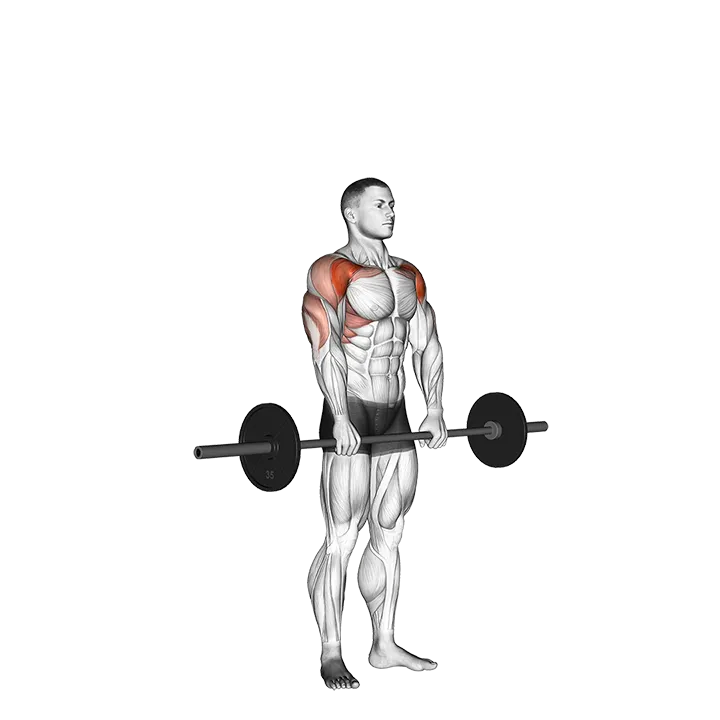 Barbell Standing Front Raise Over Head exercise animation (Male)