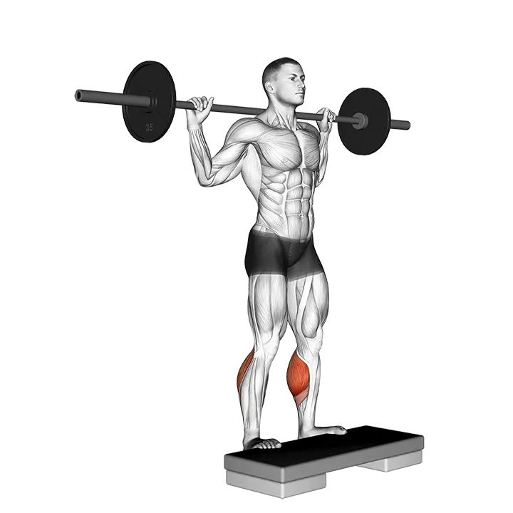 Barbell Standing Leg Calf Raise exercise animation (Male)
