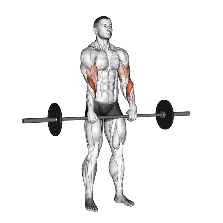 Barbell Standing Reverse Grip Curl exercise animation (Male)