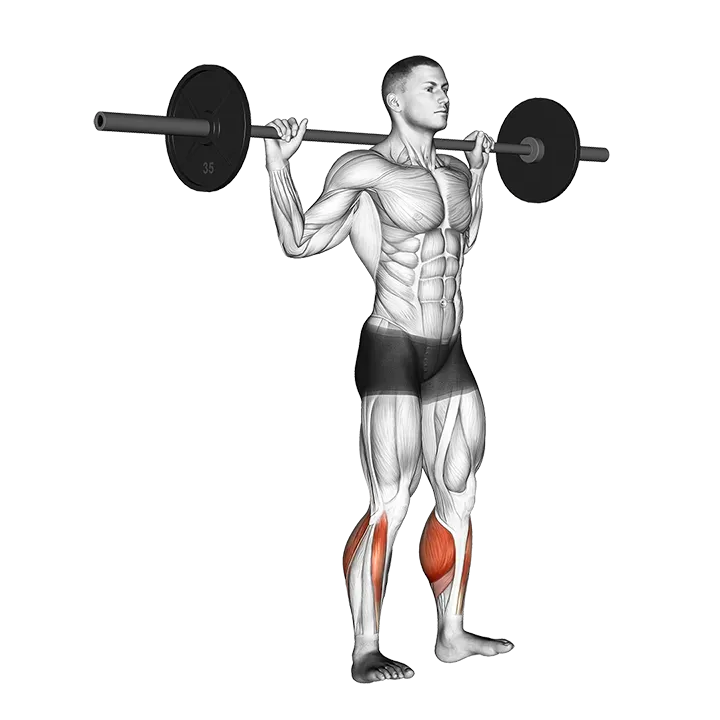 Barbell Standing Rocking Leg Calf Raise exercise animation (Male)
