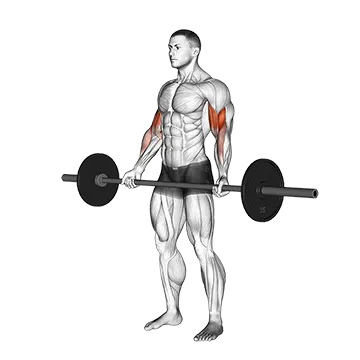 Barbell Standing Wide-grip Curl