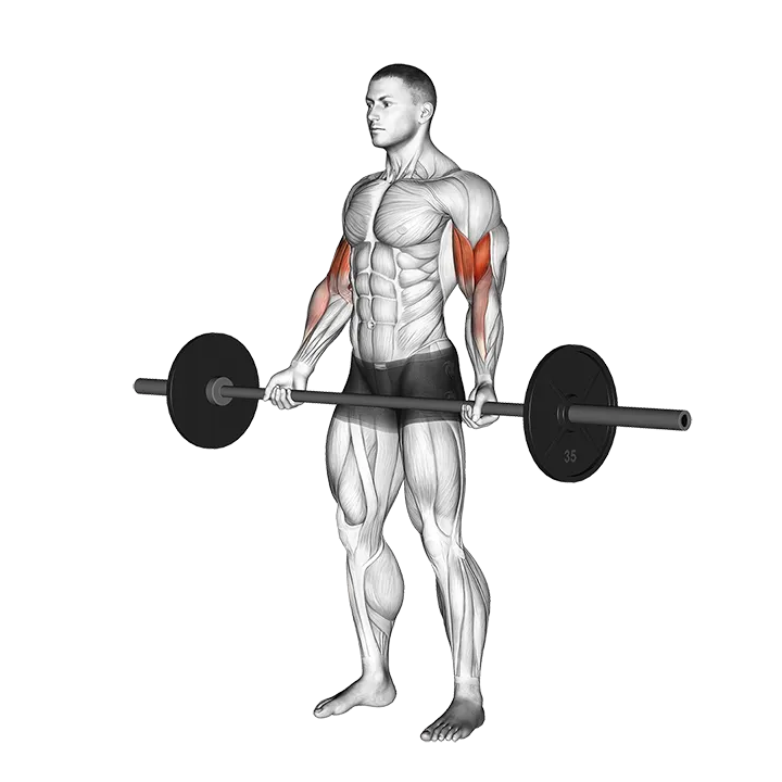 Barbell Standing Wide-grip Curl exercise animation (Male)