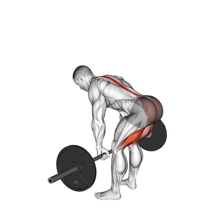 Barbell Straight Leg Deadlift exercise animation (Male)
