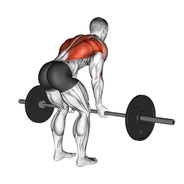 Barbell Reverse Grip Bent over Row