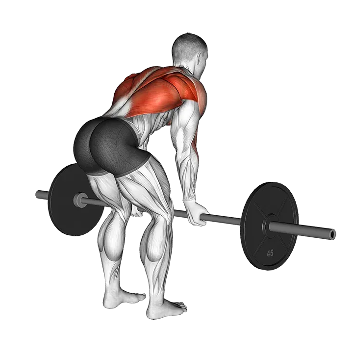 Barbell Reverse Grip Bent over Row exercise animation (Male)
