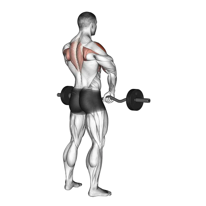 Barbell Upright Row exercise animation (Männlich)