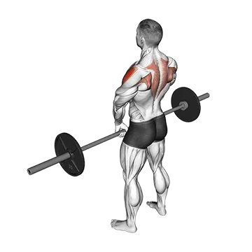 Barbell Upright Row (version 3)
