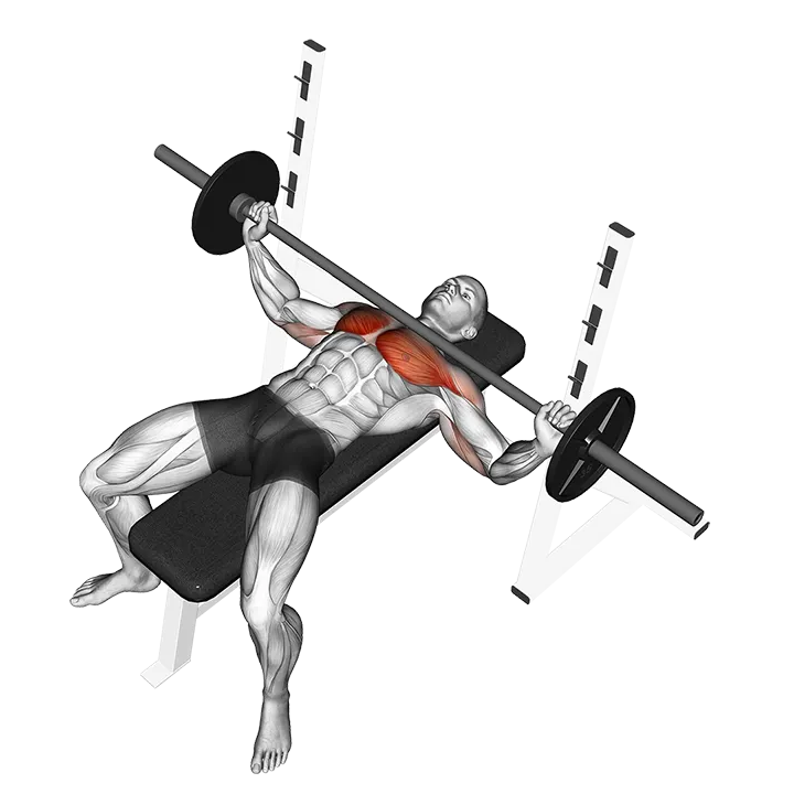 Barbell Wide Bench Press exercise animation (Male)
