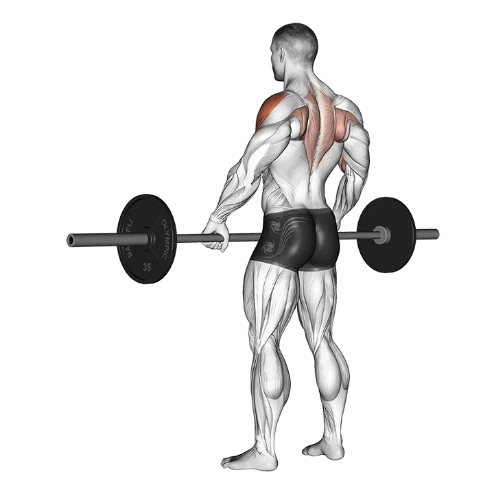 Barbell Wide-grip Upright Row exercise animation (Male)