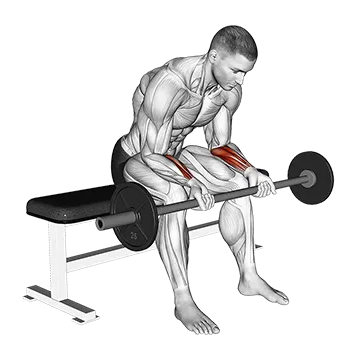 Barbell Wrist Curl (version 2)