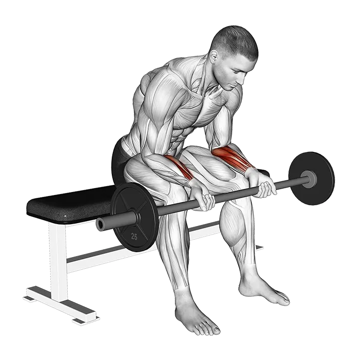 Barbell Wrist Curl (version 2) exercise animation (Male)